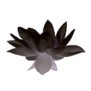 Цветок черного лотоса