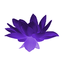 Цветок пурпурного лотоса
