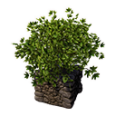 Файл:Декоративная кадка(Хмель).png