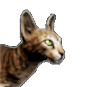 Файл:Пятнистая Кошка.png