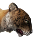 Файл:Рыжий лесной коготь.png