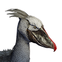 Файл:Китоглав (серый).png