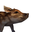 Файл:Детеныш вепря.png