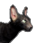 Файл:Черная бродячая кошка.png