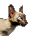 Файл:Светлая Кошка.png