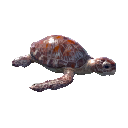 Файл:Малая черепаха.png