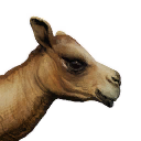 Файл:Верблюжонок.png