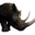 Черный носорог.png