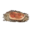 Сочные моллюски с тенецветом.png