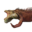 Скелет саламандры.png